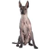 Xoloitzcuintle