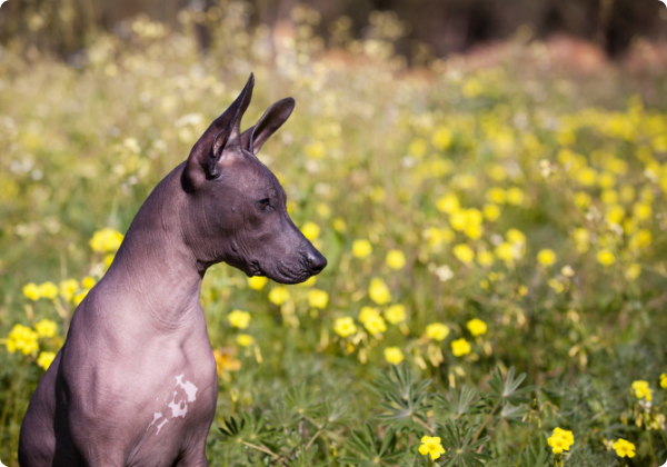 Xoloitzcuintle