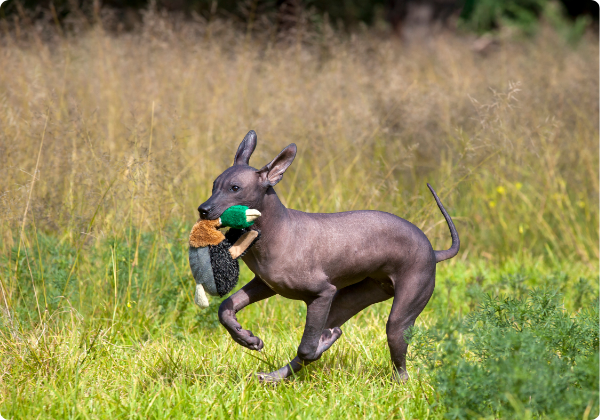 Xoloitzcuintle