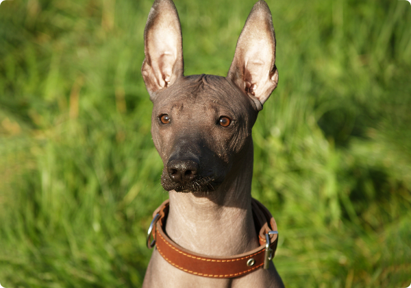 Xoloitzcuintle