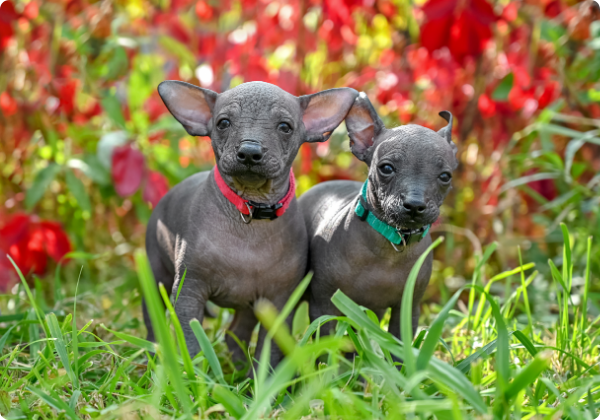 Xoloitzcuintle