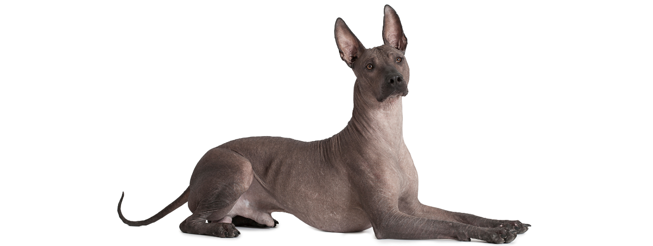 Xoloitzcuintle